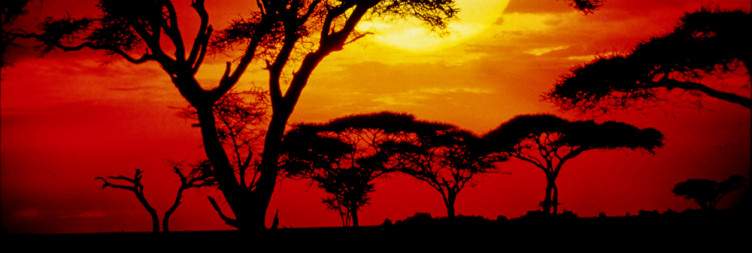 Guided Game Drive in Central Serengeti NP