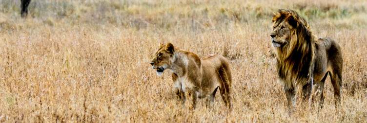 Central Serengeti National Park to Ngorongoro Crater