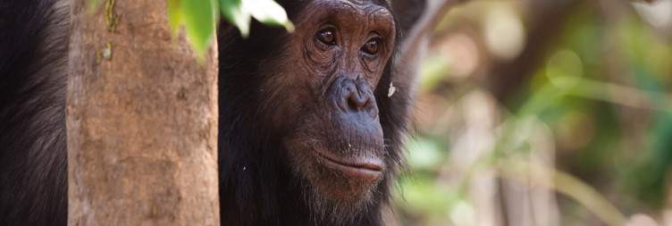 Ujiji Historical Visit & Transfer to Gombe Stream National Park