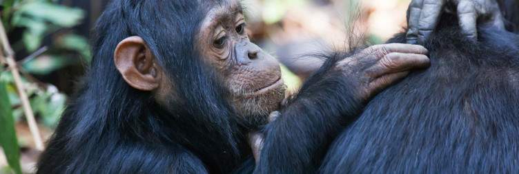 Chimpanzee Trekking in Gombe Stream National Park