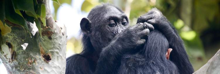 Immersive Chimpanzee Tracking & Forest Exploration