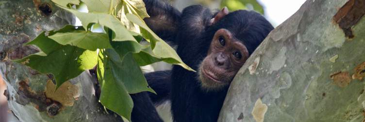 Gombe National Park