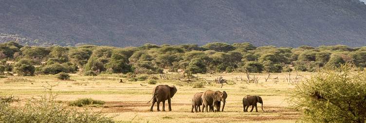 Lake Manyara National Park - Arusha