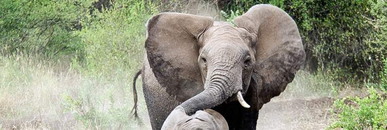 Lake Manyara National Park