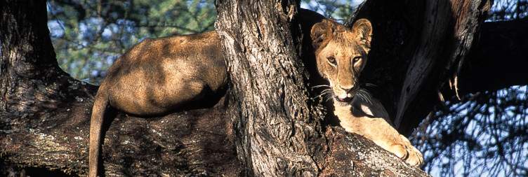 Lake Manyara National Park