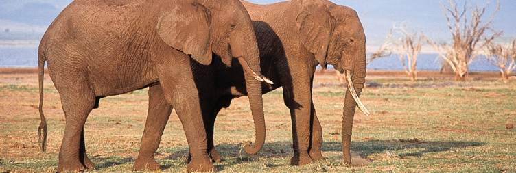 Tarangire National Park – Lake Manyara National Park