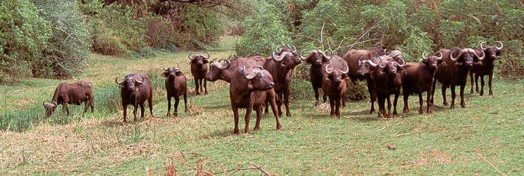 Lake Manyara National Park