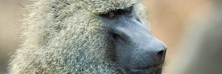 Lake Manyara National Park