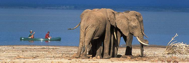Tarangire early morning game & night game drive