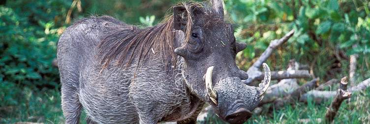 Lake Manyara National Park to Arusha