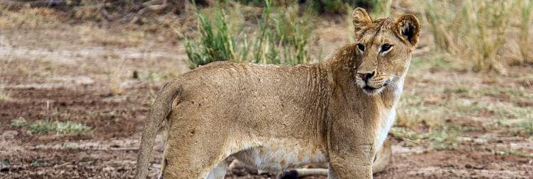 Lake Manyara National Park