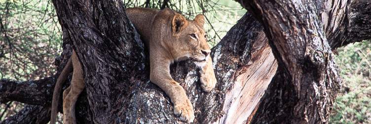 Lake Manyara National Park to Arusha