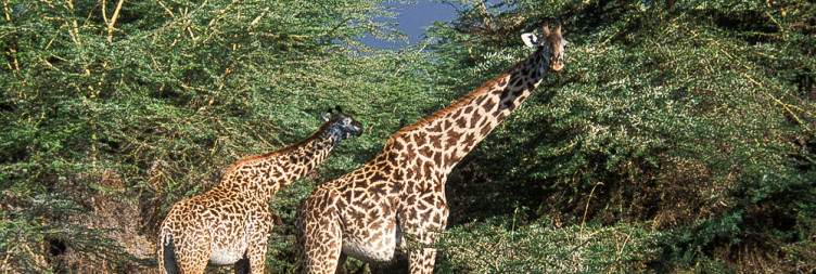 Arrive at Lake Manyara National Park
