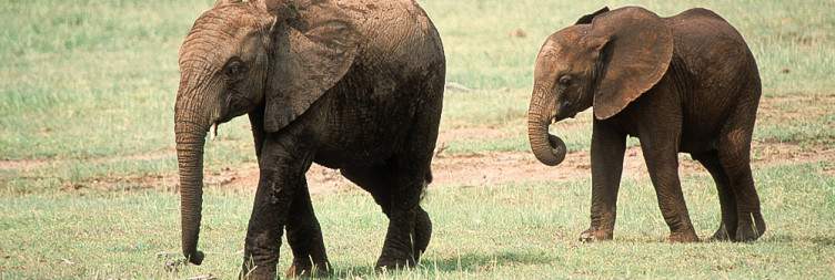 Lake Manyara National Park - Arusha