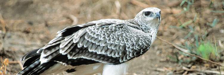 Transfer to Lake Manyara National Park