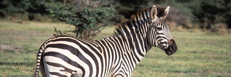 Lake manyara