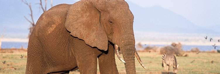 Lake Manyara National Park