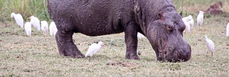 Ngorongoro Crater - Lake Manyara National Park
