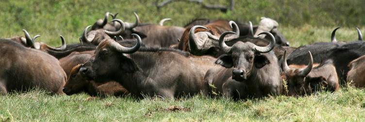 Walking Safari & Game Drive in Lake Manyara National Park, then Transfer to the Airport
