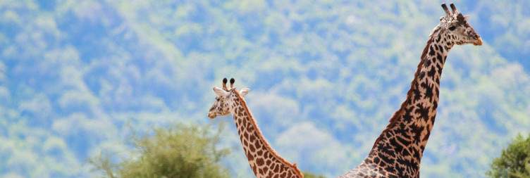 Lake Manyara National Park then Arusha