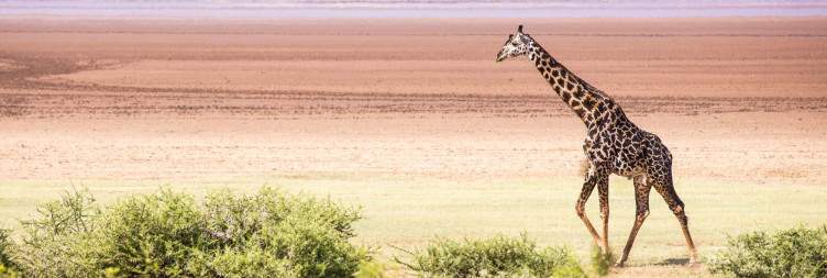 Lake Manyara National Park