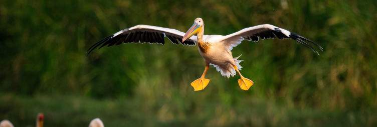 Lake Manyara National Park, from Flamingos to Lions in Trees