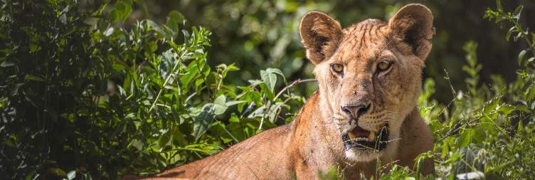 Arusha – Lake Manyara