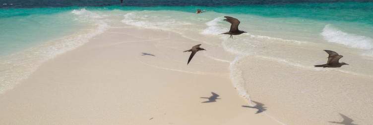 Safari Blue Shared Snorkeling Experience