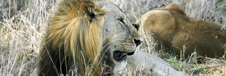 Transfer from Dar es Salaam to Mikumi National Park for Game Drives