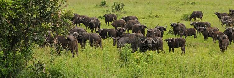 Dar es Salaam - Mikumi National Park