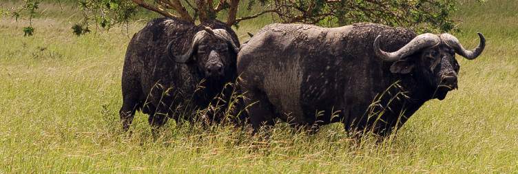 Transfer Dar es Salaam to Mikumi National Park & Game Drive