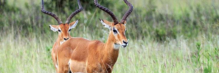 Mikumi National Park – Morogoro – Dar es Salaam – Zanzibar