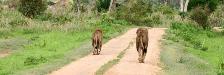 Mikumi National Park then Dar es Salaam
