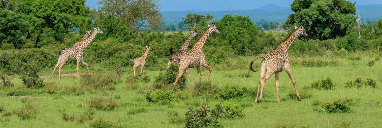 Sunrise to Sunset Safari in Mikumi