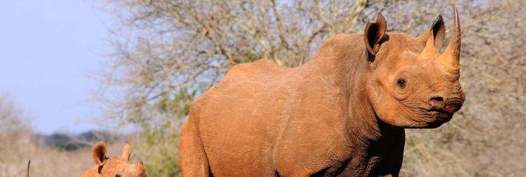 Mkomazi National Park