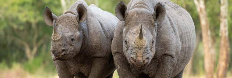 Mkomazi National Park