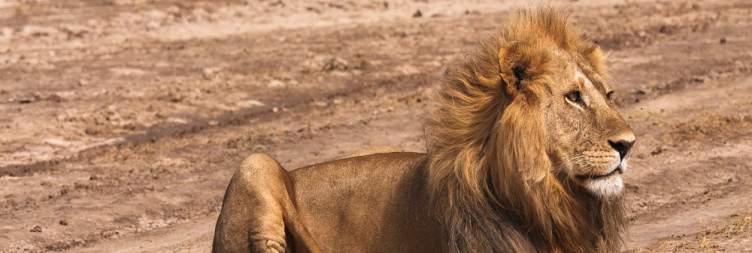Arusha to Ndutu