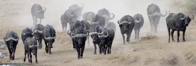 Arusha to Serengeti Ndutu for the Great Migration