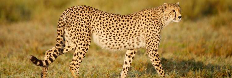 Tarangire to Ndutu (Southern Serengeti)