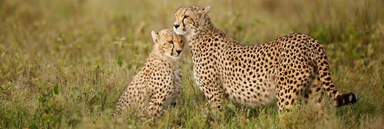 South Serengeti (Ndutu)