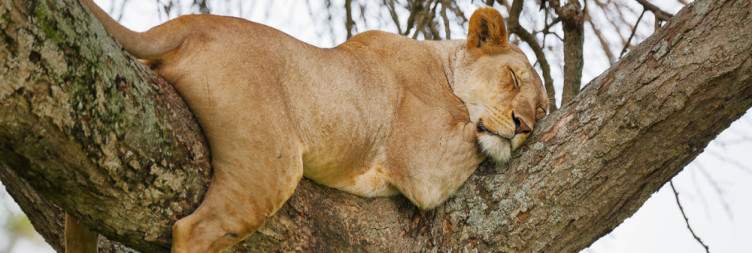 Ndutu to Ngorongoro Conservation Area