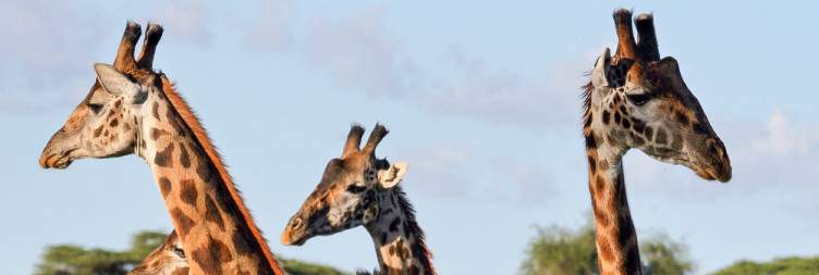 Full Day Game Drive in Lake Ndutu