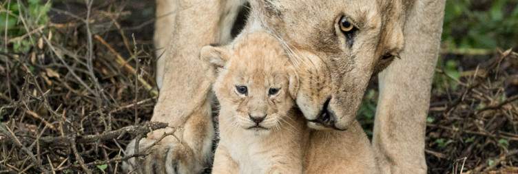 Serengeti Ndutu for Great Migration and Then Transfer to Ngorongoro for Your Overnight on the Rim