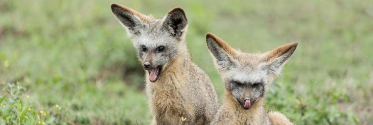 Arusha to Ndutu