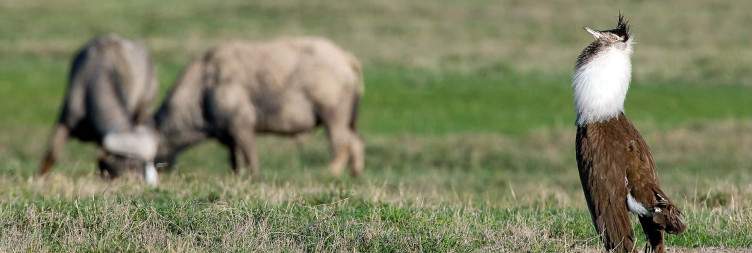 Ngorongoro Crater to Serengeti National Park