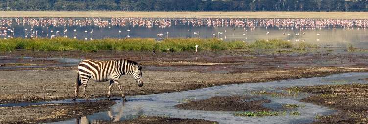 Game Drive in Ngorongoro Crater, Night in Serengeti