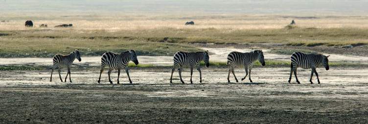 Serengeti to Ngorongoro Crater