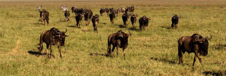 Ngorongoro Crater and transfer back to Arusha