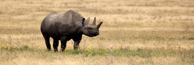 2-Day Zanzibar to Ngorongoro & Tarangire Luxury Safari