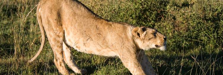 The Ngorongoro Crater